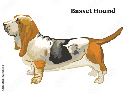 Colored decorative standing portrait of Basset Hound vector illustration