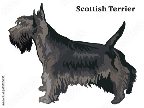 Colored decorative standing portrait of Scottish Terrier vector illustration