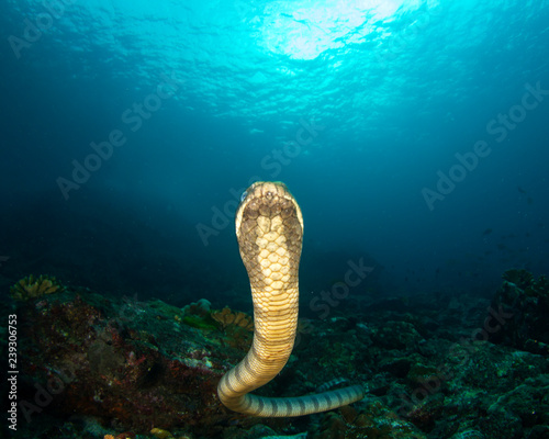 Banded Sea Snake  photo