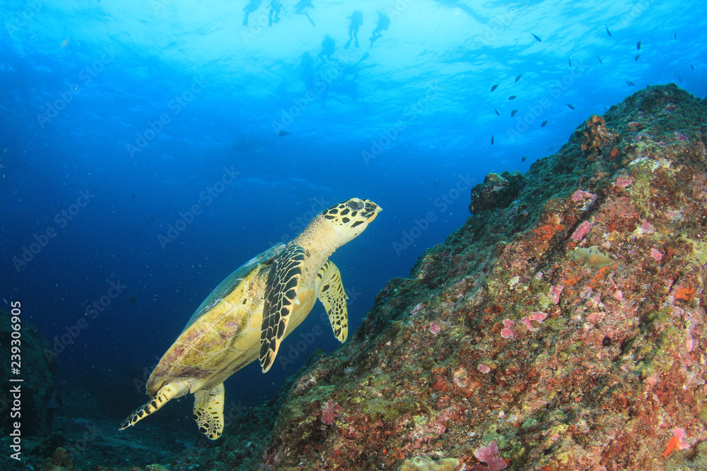 Fototapeta premium Sea Turtle and scuba divers 