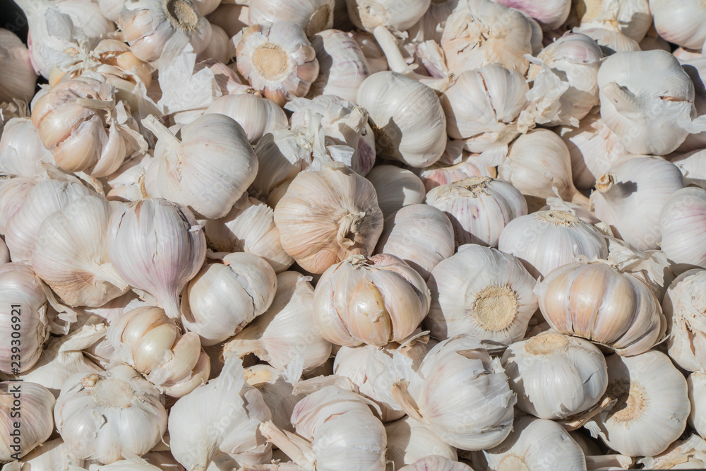 Garlic close up background. 