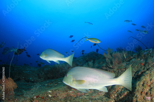 Fish on coral reef  © Richard Carey