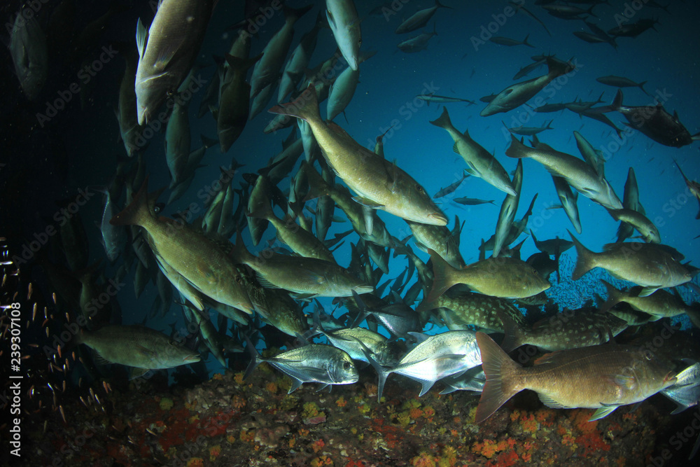 Fish on coral reef 