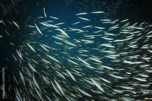 Fish on coral reef 