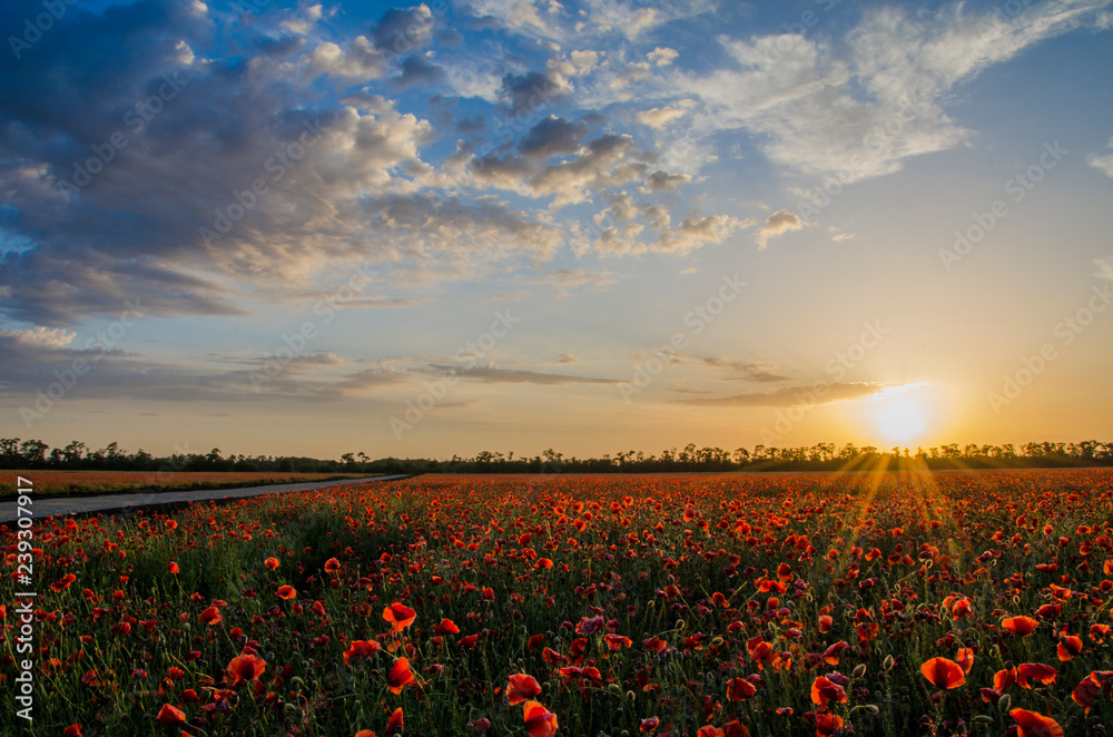 field of poppies