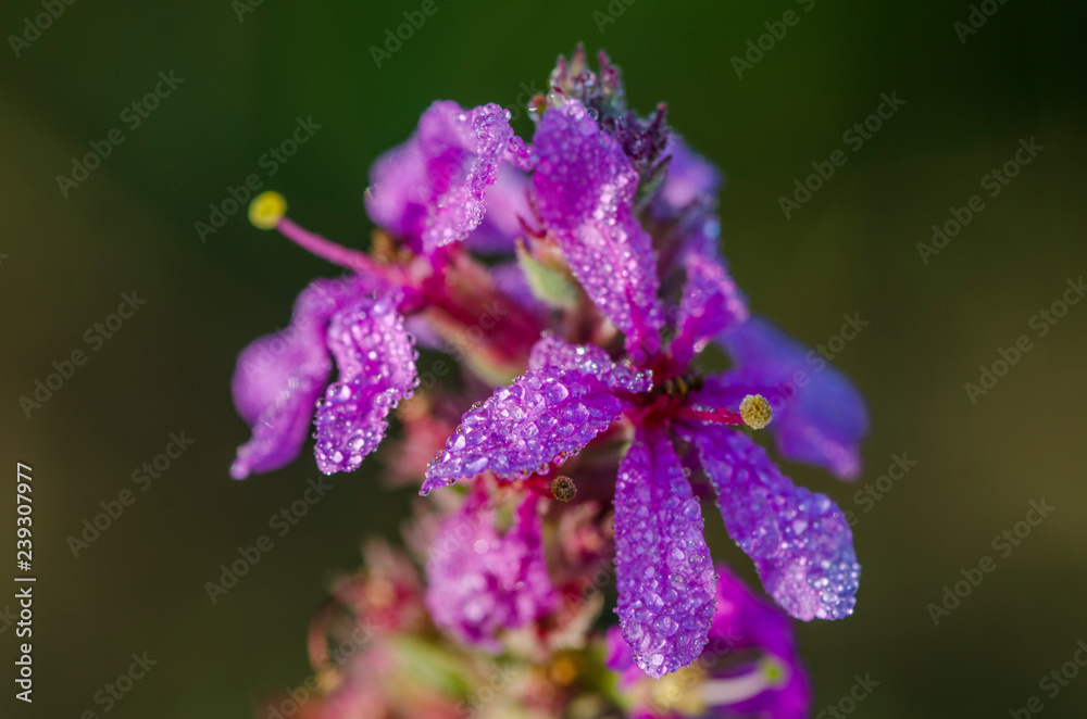 purple flower purple flower