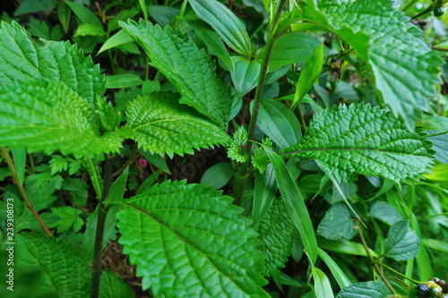 fresh green leaves that resemble mint leaves