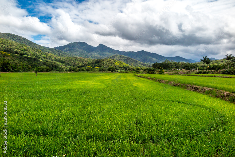 Rice plantation farm, with forest and mountain in background, blue sky with clouds, Rio de Cedros, Santa Catarina Rice plantation farm, with forest and mountain in background, blue sky with clouds, Rio de Cedros, Santa Catarina