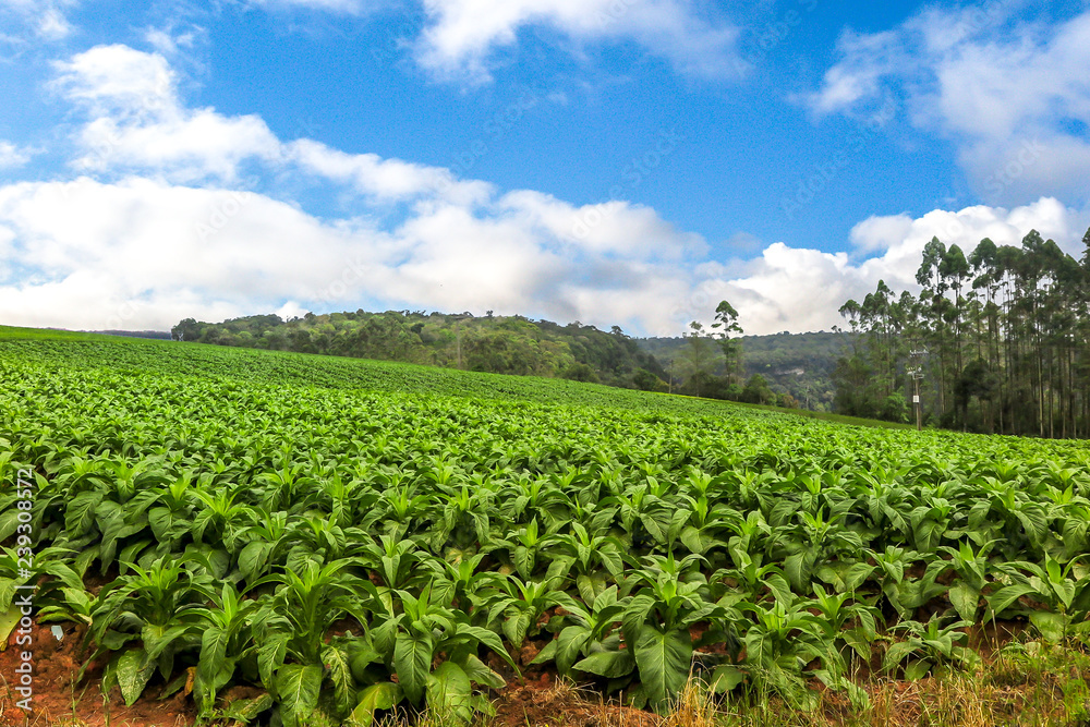 Tobacco plantation (Nicotiana tabacum), with forest and mountain in the background, blue sky with clouds, Petrolandia, Santa Catarina