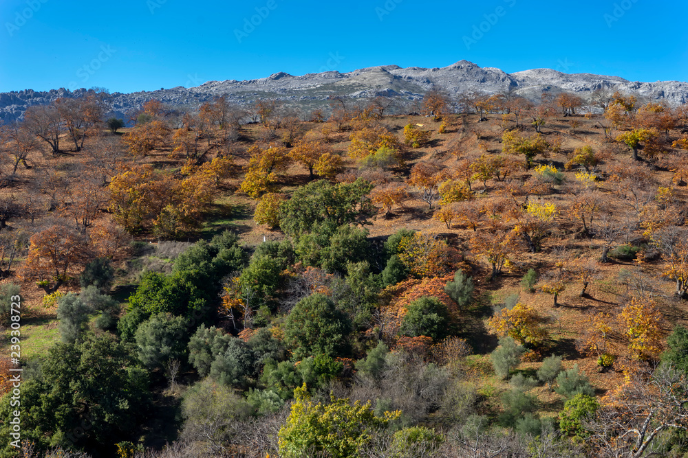 los castaños del valle del Genal en otoño