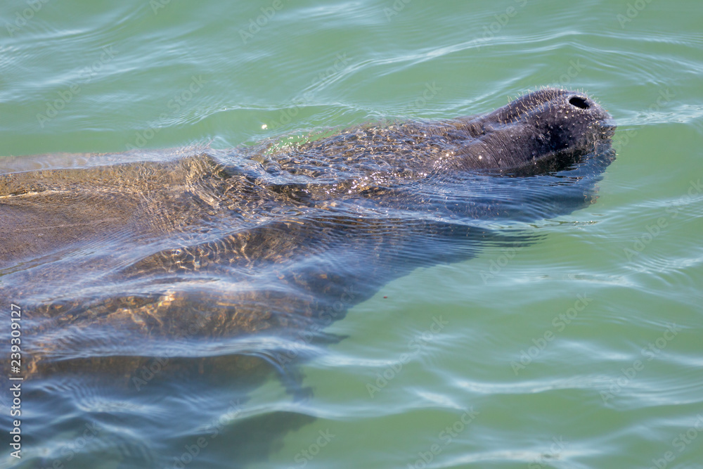 Obraz premium A Wild Manatee Takes a Breath in Florida, USA