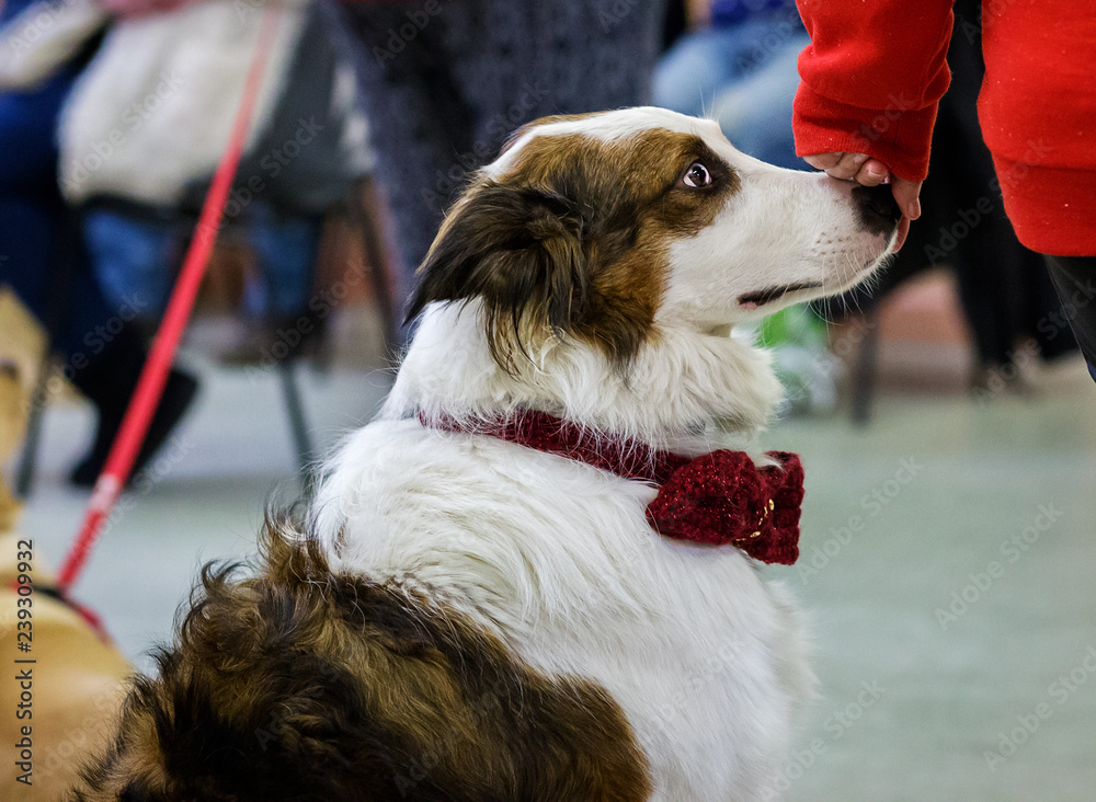 Adorable brown border collie with red bow tie. Owner stroking nose.
