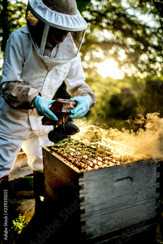 beekeeper working with beehive