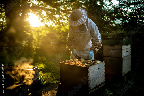 beekeeper working with beehive
