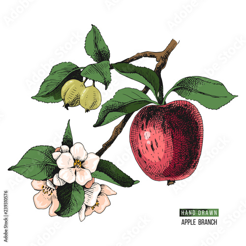 Hand drawn apple branch