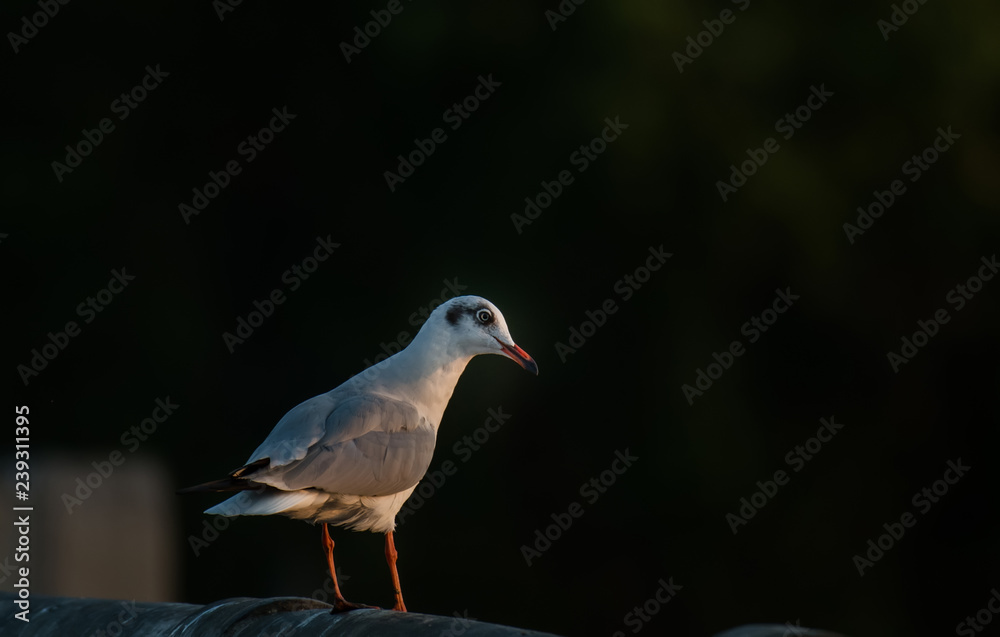 Obraz premium Seagull on the beach at Bangpoo, Samutprakarn, Thailand.