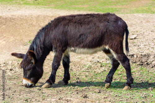 Photo of black jackass on the ground in the zoo