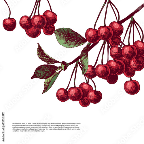 Colorful background with cherry branches