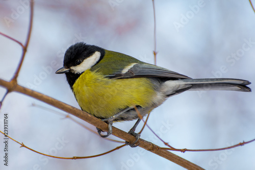 Photo of a bright little yellow tit sitting on a bransh of tree in winter photo