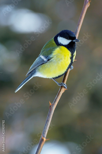 Photo of a bright little yellow tit sitting on a bransh of tree in winter