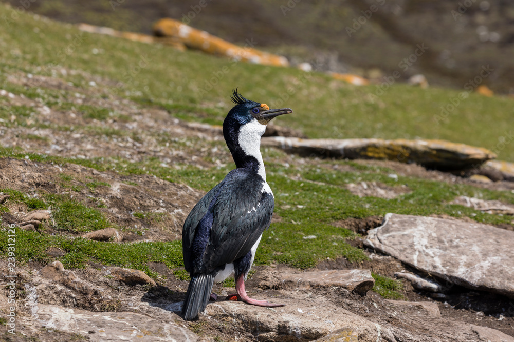 Fototapeta premium King Cormorant is standing on a rock on Saunders Island, Falkland Islands