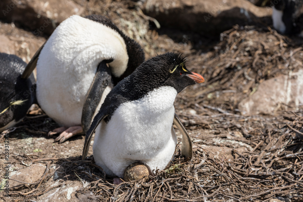 Fototapeta premium Rockhopper female is hatching an egg in her nest on Saunders Island, Falkland Islands