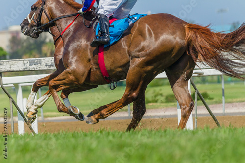 Horses Racing Closeup Animal Running Action on Grass Track