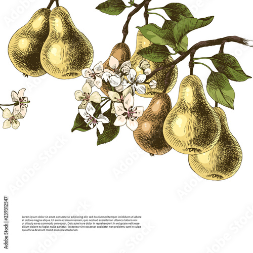 Background with hand drawn pear branches