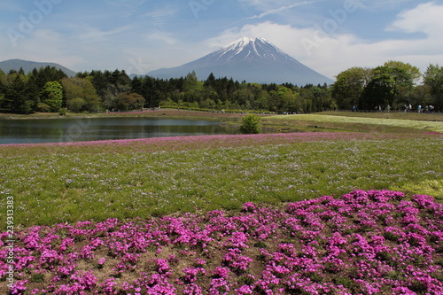 Fototapeta Naklejka Na Ścianę i Meble -  芝桜と富士山