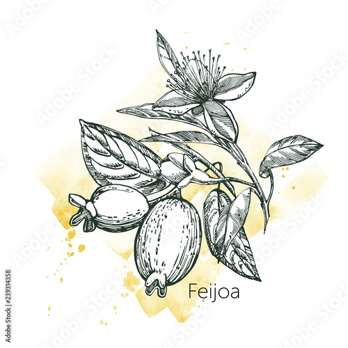 Collection of feijoa fruit, flower, leaves and feijoa slice. Vector hand drawn illustration.