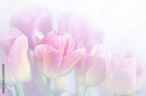 Fototapeta Naklejka Na Ścianę i Meble -  Beautiful pink tulip background