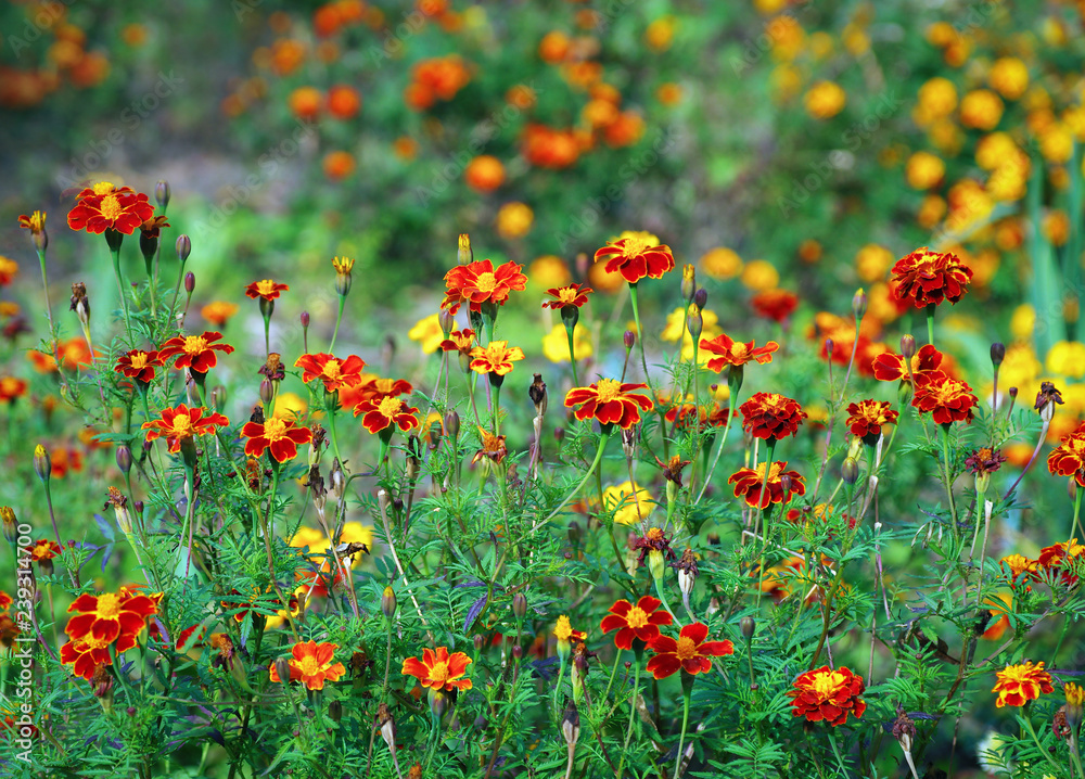 beautiful background with blooming bright Tagetes