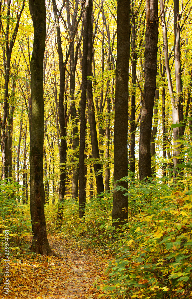 Fototapeta premium Golden autumnal forest with sunbeams