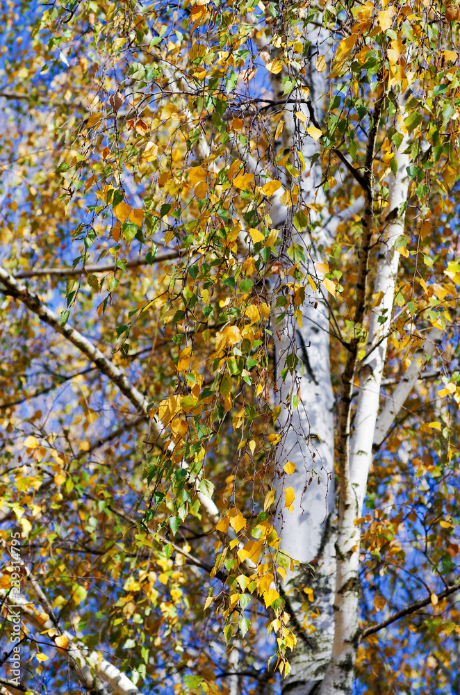 yellow birch tree foliage in autumnal morning
