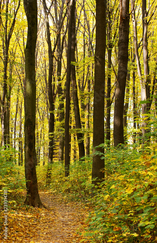 Golden autumnal forest with sunbeams