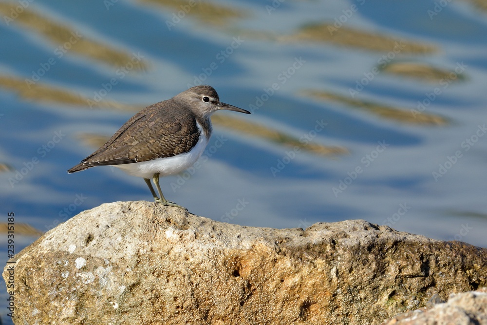 Common Sandpiper (Actitis hypoleucos) Crete, Greece Common Sandpiper (Actitis hypoleucos) Crete, Greece