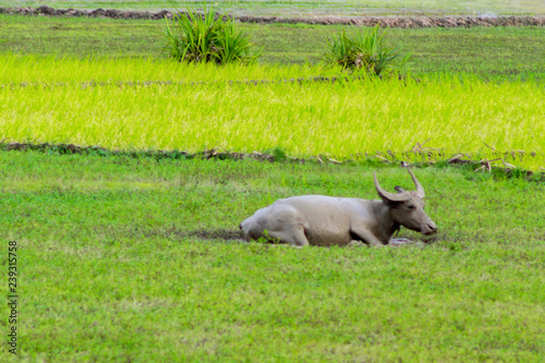 bull grazing in a green meadow