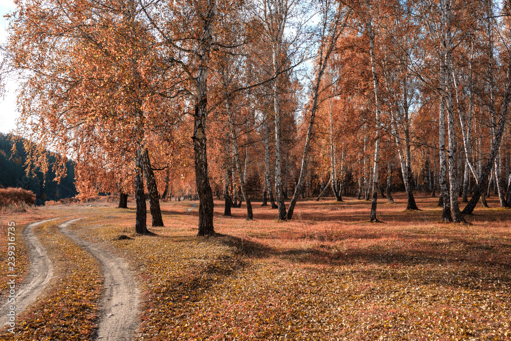 tinted photo of autumn birch forest, from the left edge of the dirt forest road