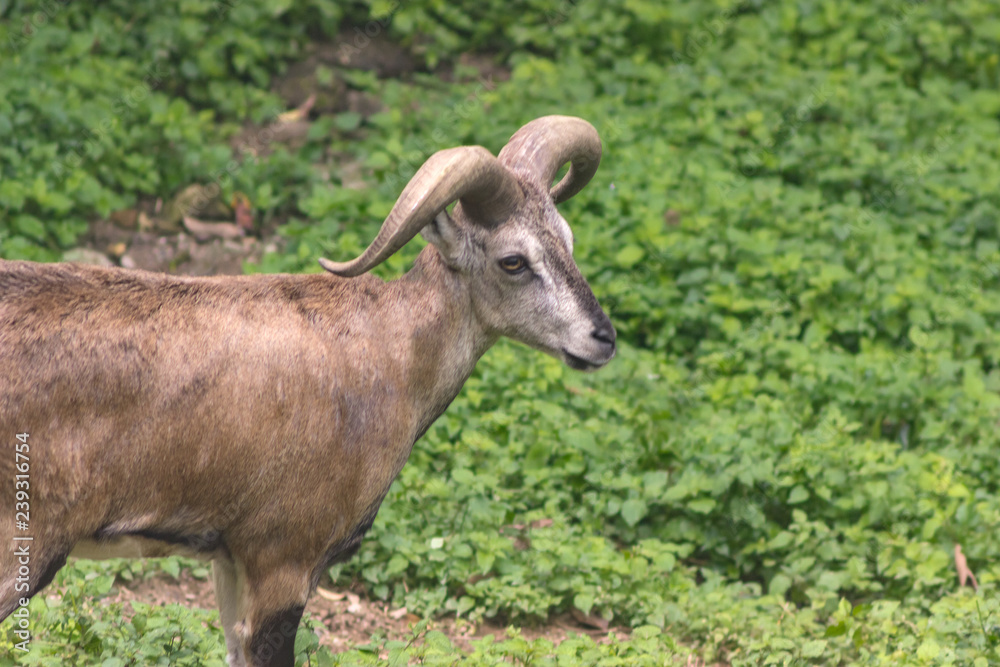 Blue Sheep walks near the bushes in natural habitat Blue Sheep walks near the bushes in natural habitat