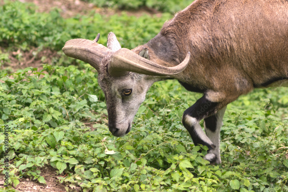 Fototapeta premium Blue Sheep walks near the bushes in natural habitat