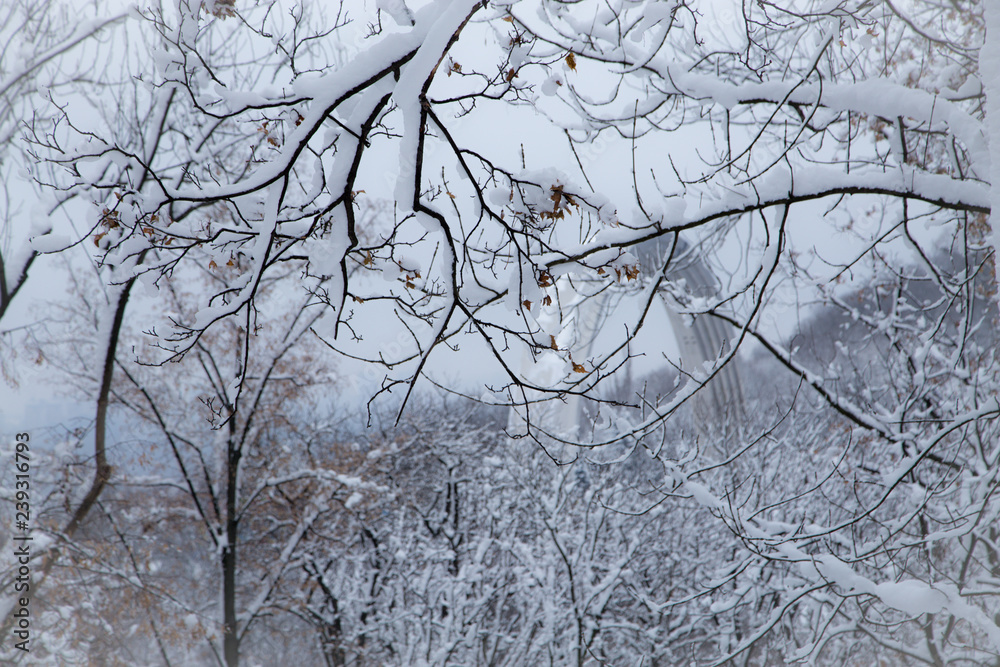 Obraz premium Beautiful winter panorama with snow covered trees