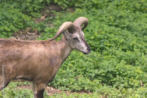 Blue Sheep walks near the bushes in natural habitat