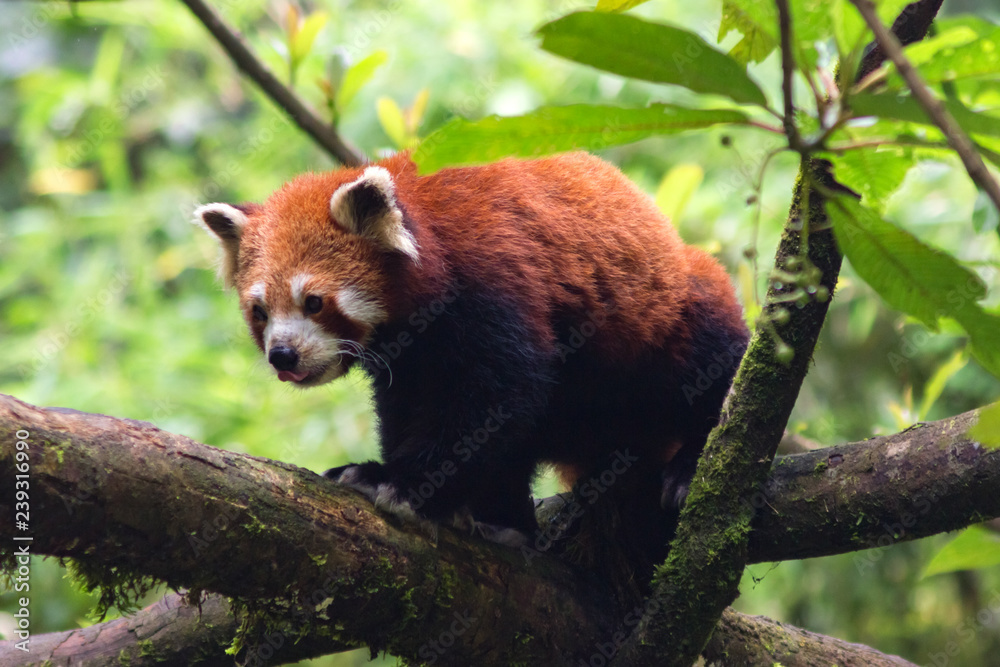 Fototapeta premium cute and fluffy red panda walks through the trees in its natural habitat