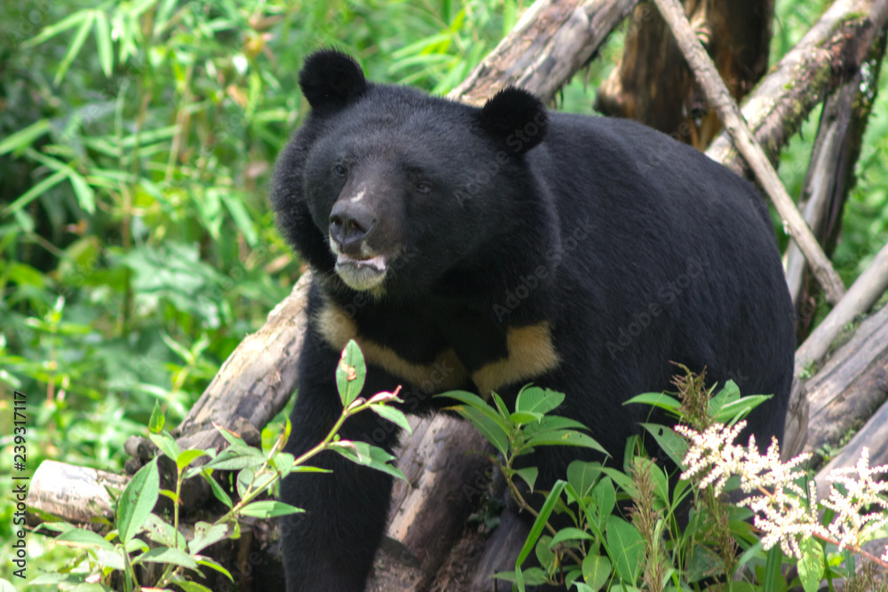 Fototapeta premium Himalayan black bear wallking in a zoo
