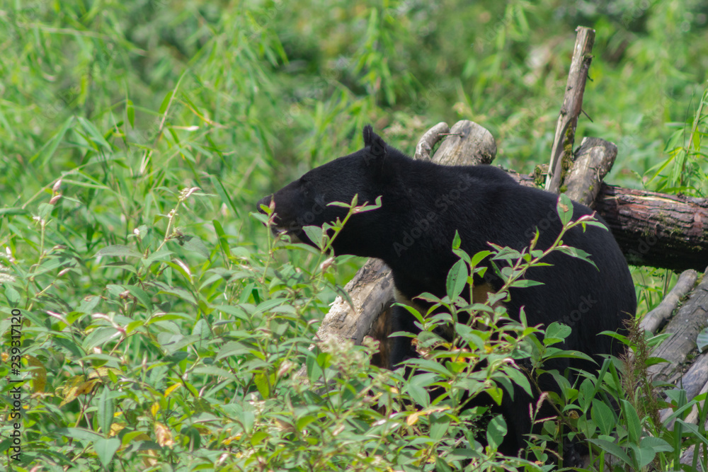 Fototapeta premium Himalayan black bear wallking in a zoo