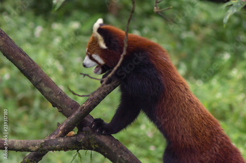 cute and fluffy red panda walks through the trees in its natural habitat