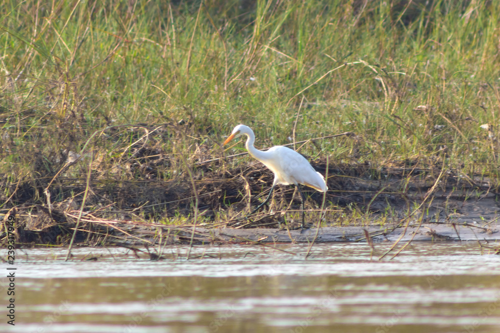 Fototapeta premium white stork with yellow paws walks through the territory of the swamp