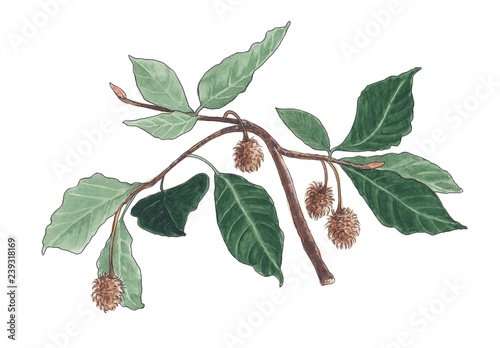 Fotografia Watercolor illustration of beech branch.
