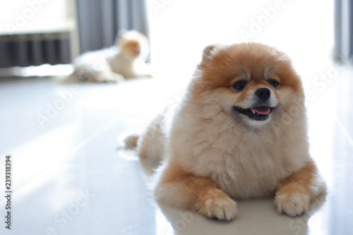 group of pomeranian dog cute pets family happy in home