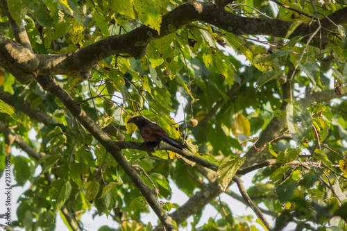 a brown bird sits on a branch among green leaves